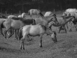 paarden Aan een Duitse veld- foto