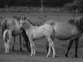 wilde paarden in duitsland foto