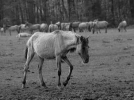 wild paarden en veulens foto