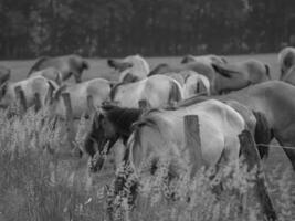 wild paarden en veulens foto