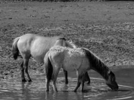 wild paarden en veulens foto