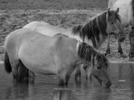 wild paarden en veulens foto