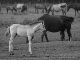 wilde paarden in duitsland foto