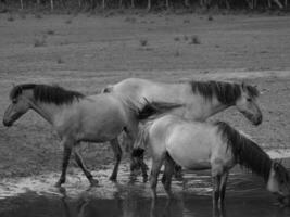 wilde paarden in duitsland foto