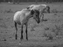 paarden Aan een Duitse veld- foto