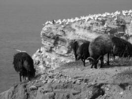 Helgoland-eiland in Duitsland foto