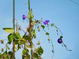 Purper klimplant bloem tegen de lucht foto