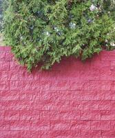 helder kleur combinatie van groen Spar boom en rood steen muur foto