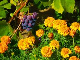 bundel van Purper druiven tussen de bladeren en bloemen foto