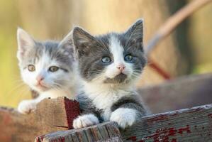 twee grijs en wit kittens in een oud appel kar buiten foto