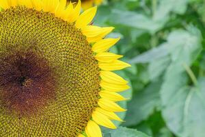 detailopname van een reusachtig zonnebloem bloeien foto