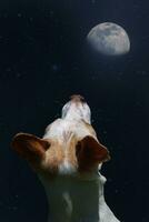 hond op zoek Bij de maan en sterren foto