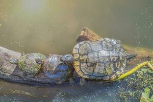 drie schildpadden zitten Aan een log genieten in de zon foto