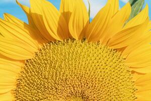 detailopname van een zonnebloem bloeien Aan een helder zonnig ochtend- foto