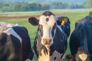 detailopname van Holstein vaars koe in vroeg ochtend- licht foto
