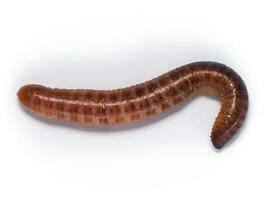 worm geïsoleerd Aan wit achtergrond foto