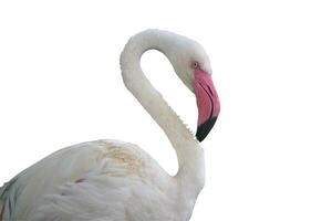 flamingo vogel Aan wit achtergrond foto