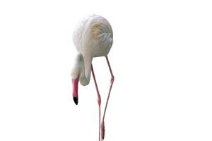 flamingo vogel Aan wit achtergrond foto