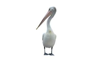 pelikanen Aan een wit achtergrond foto