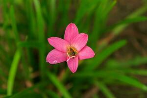 aarde lelies- bloeiend prachtig in de regenachtig seizoen, fabriek en versieren uw tuin naar kijken natuurlijk en romantisch. foto