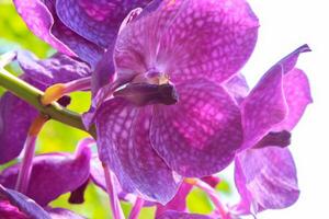 paarse dendrobium-orchidee wordt in de buitentuin gekweekt om de tuin op natuurlijke wijze te decoreren en een koele en mooie sfeer te creëren in het buitenpark. foto