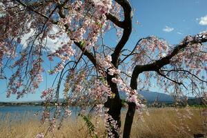 kers bloesems bloeiend met monteren fuji in de achtergrond. foto