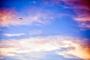 dierlijke vogel zeemeeuw die op hemel vliegt foto