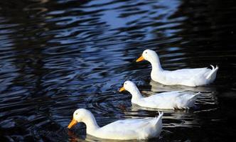 lieve dierlijke vogel eend in meer in de natuur foto