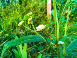 haar een wit weinig bloem in de oerwoud. dichtbij omhoog. foto