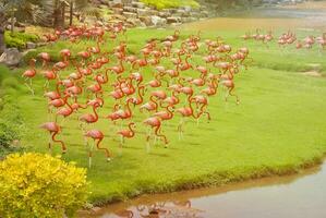 veel flamingo's staand Aan de gras, Woud achtergrond en schijnend zonlicht.. foto