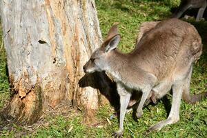 kangoeroe met welp in buideldier, boom achtergrond en groen gras, zonlicht schijnt. foto