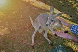 mensen voeden kangoeroes, handen voeden dieren, kangoeroes voeden Aan met gras begroeid achtergrond en glad zonlicht, op Australië dierentuin. foto