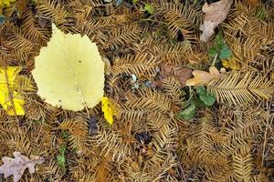 herfst herfst droge bladeren seizoensgebonden flora concept foto