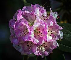 rododendron arboreum boom, burans of gurans bloem foto