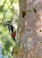 harig specht, picoides villosus De volgende naar haar gat nest foto