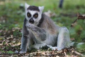 ringstaart lemur, lemur catta, aan het eten foto