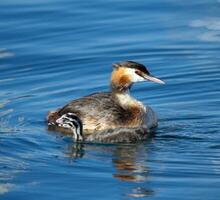 kuif- fuut, podiceps cristatus, eend en baby foto