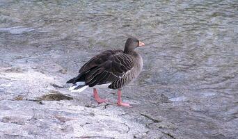 wandelen zwart gans foto