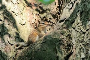 chipmunk Aan een boom foto