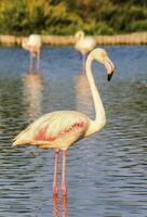 vredig flamingo in de water in camargue, Frankrijk foto