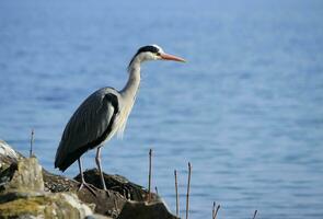 reiger Aan een rots foto