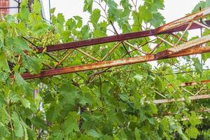 druiven groeien langs reling op het dak novi vinodolski kroatië. foto