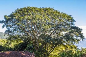 natuur met palmbomen van tropisch eiland ilha grande brazilië. foto