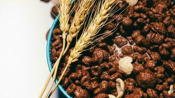 chocola ontbijtgranen in blauw kom Aan wit achtergrond. cornflakes. ontbijt concept. voedsel geschikt voor kinderen. foto