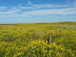 de eiland van langeoog foto