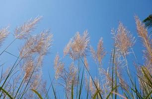 pluimen van miscanthus sinensis met blauwe hemelachtergrond foto