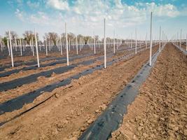 de bedden voor fruitzaailingen, pijlers voor de bescherming van boomgaard foto