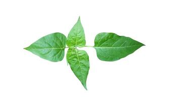 een groen blad is getoond Aan een wit achtergrond foto