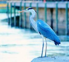 grote blauwe reiger foto