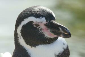 een dichtbij omhoog van een pinguïn met een roze neus- foto